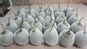 mút xốp pe